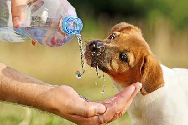Quantidade de água que nosso bicho deve beber por dia