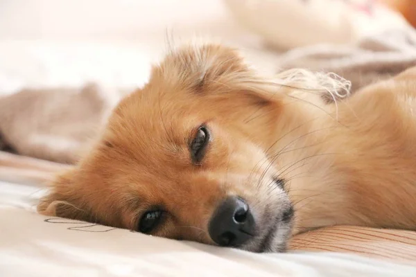 3 remédios que você nunca deve dar ao seu bicho (aos cachorros)