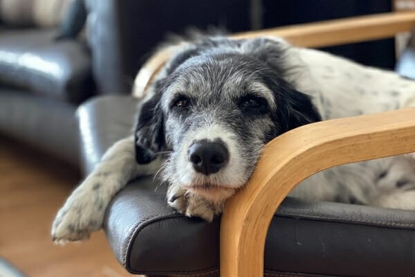 10 dicas para o seu bicho viver mais tempo
