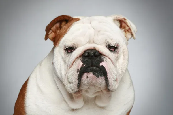 Como limpar o focinho de pug e bulldog